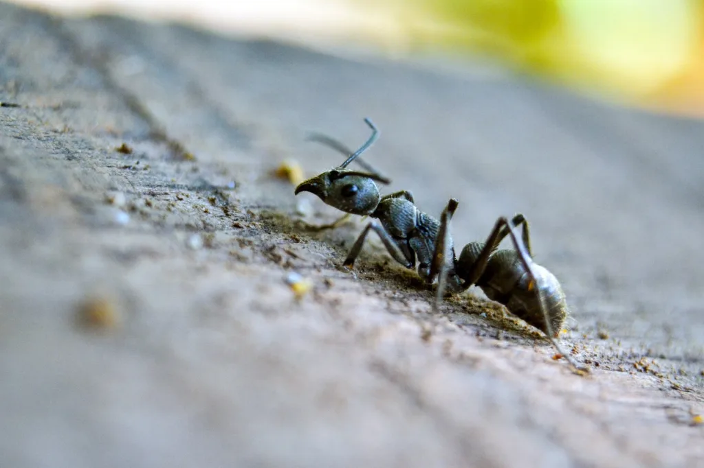 ants in home in winter